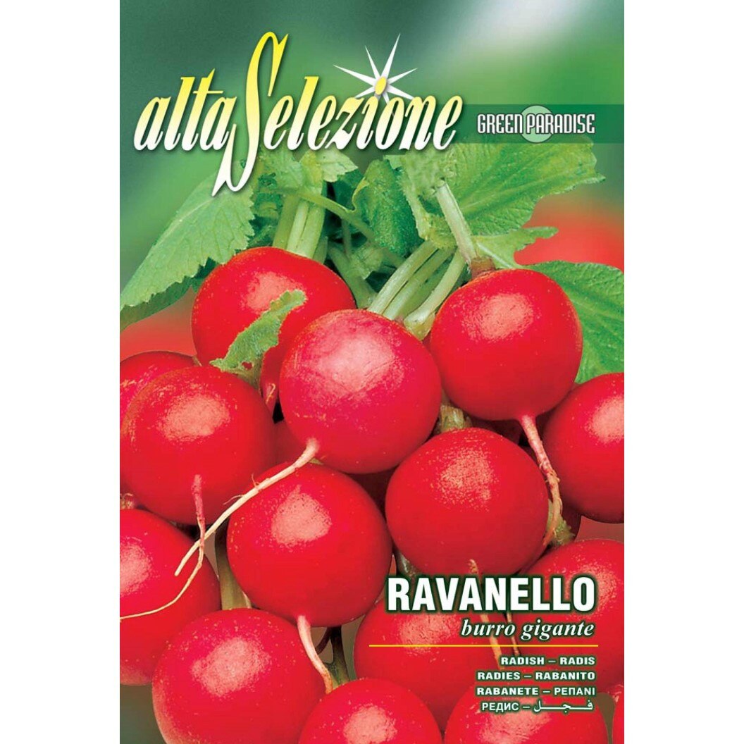 Seminte Alta Selezione legume - Ridichi Burro Gigante plic 12 grame