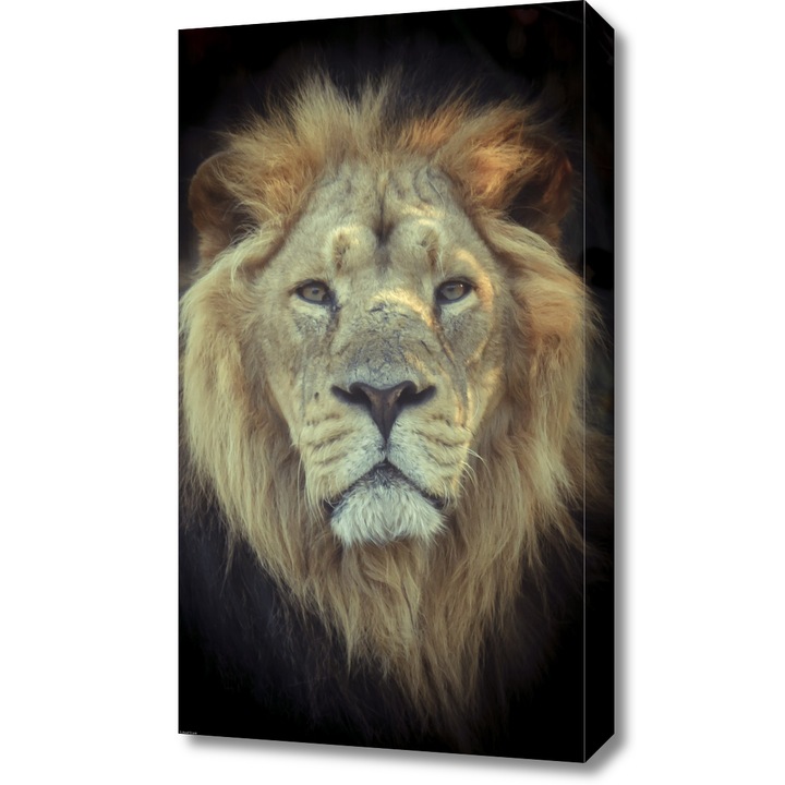 Pictura pe panza, Zakito Posters 40x70cm Cap de leu, Assaf Frank