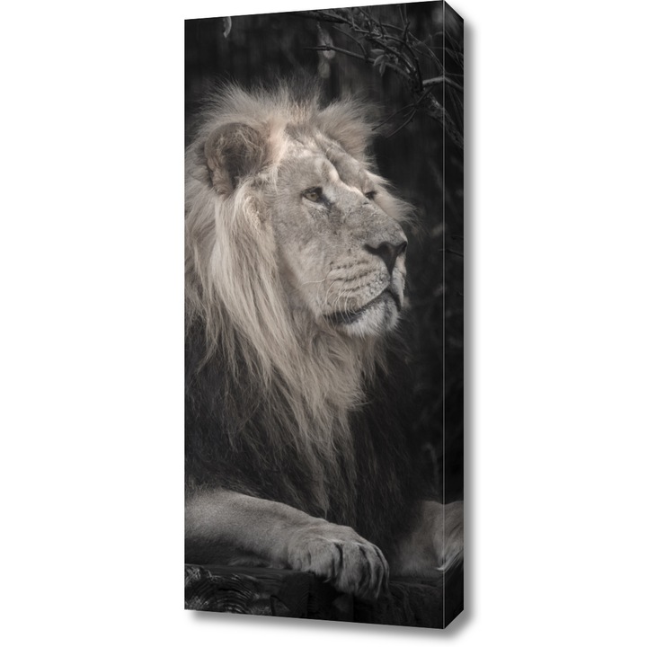 Pictura pe panza, Zakito Posters 40x90cm Leul, Assaf Frank