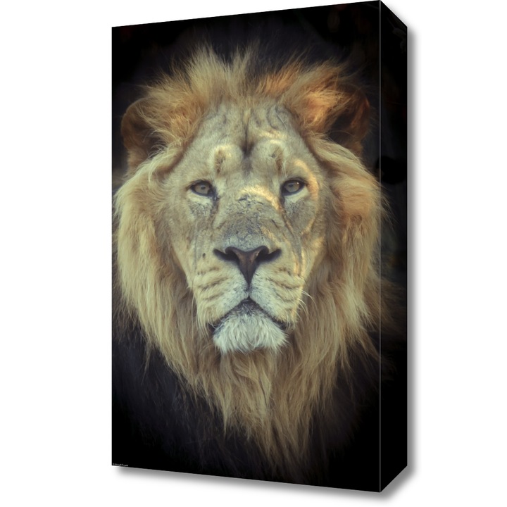 Pictura pe panza, Zakito Posters 30x50cm Cap de leu, Assaf Frank