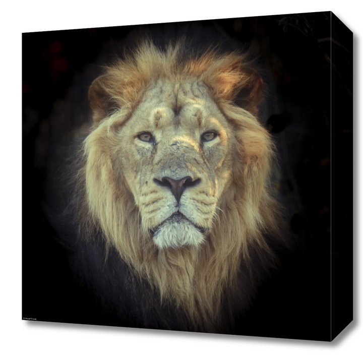 Pictura pe panza, Zakito Posters 40x40cm Cap de leu, Assaf Frank