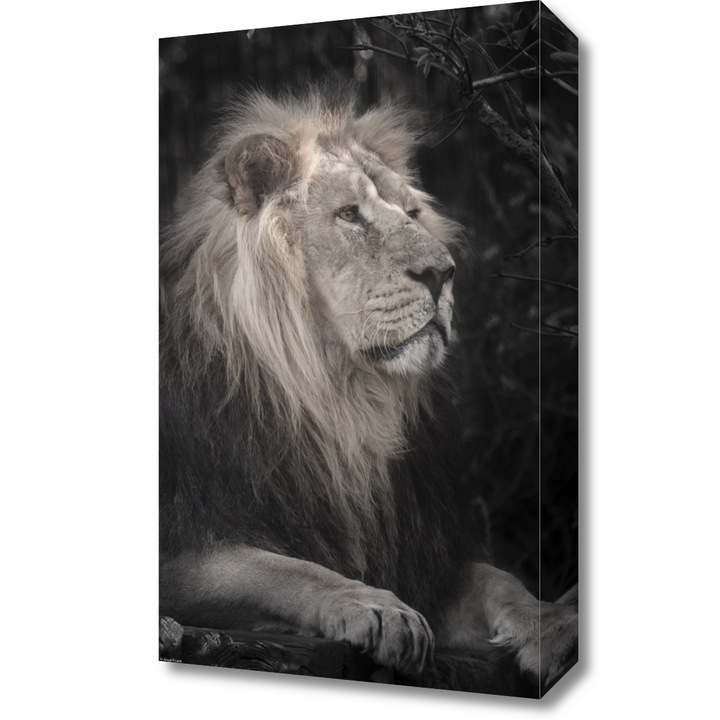 Pictura pe panza, Zakito Posters 30x50cm Leul, Assaf Frank