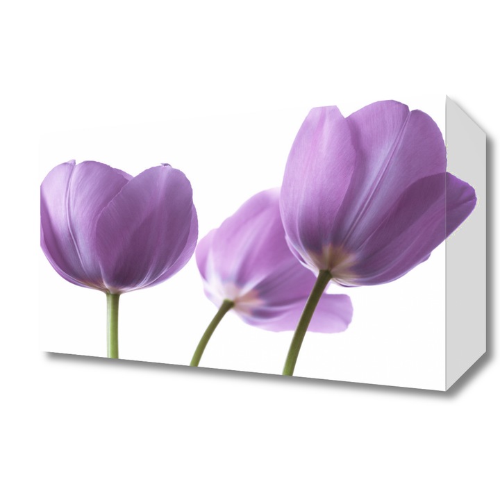 Pictura pe panza, Zakito Posters 30x20cm Lalele mov, Assaf Frank