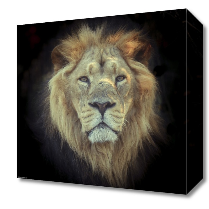 Pictura pe panza, Zakito Posters 30x30cm Cap de leu, Assaf Frank