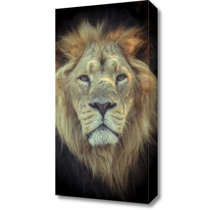 Pictura pe panza, Zakito Posters 30x60cm Cap de leu, Assaf Frank