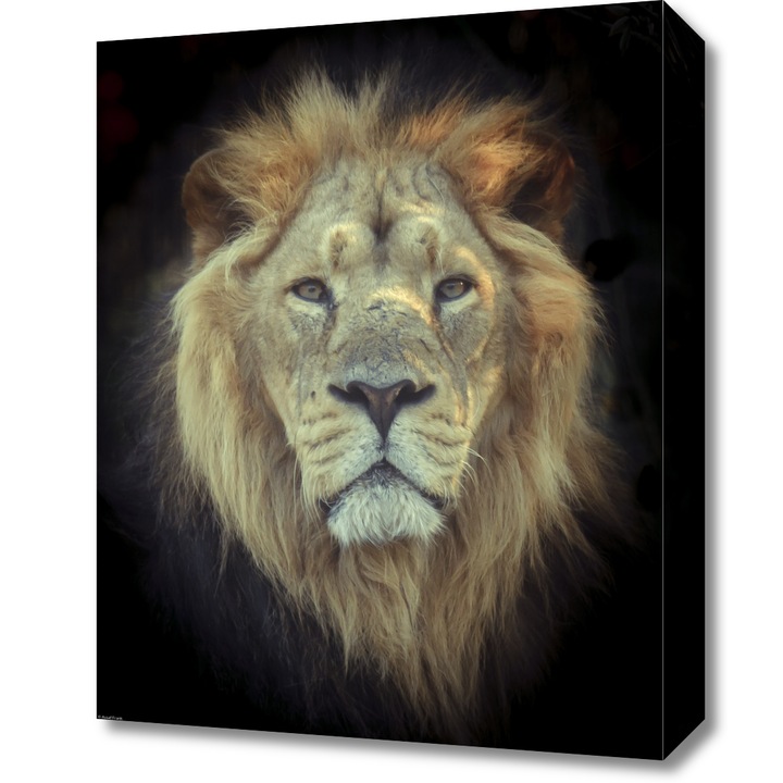 Pictura pe panza, Zakito Posters 40x50cm Cap de leu, Assaf Frank