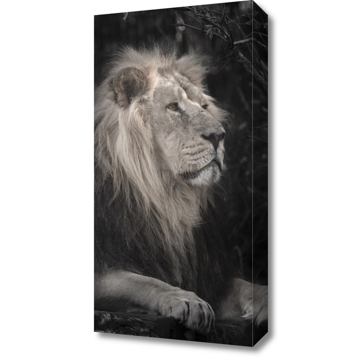 Pictura pe panza, Zakito Posters 30x60cm Leul, Assaf Frank