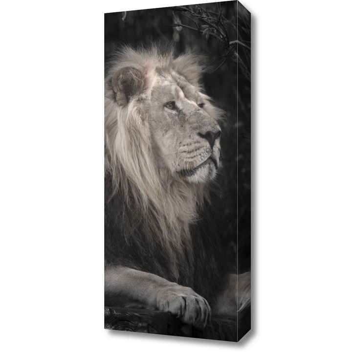 Pictura pe panza, Zakito Posters 30x70cm Leul, Assaf Frank