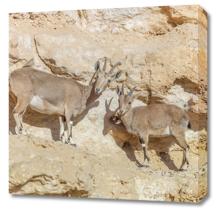 Pictura pe panza, Zakito Posters 60x60cm Ibex de Nubia, Assaf Frank