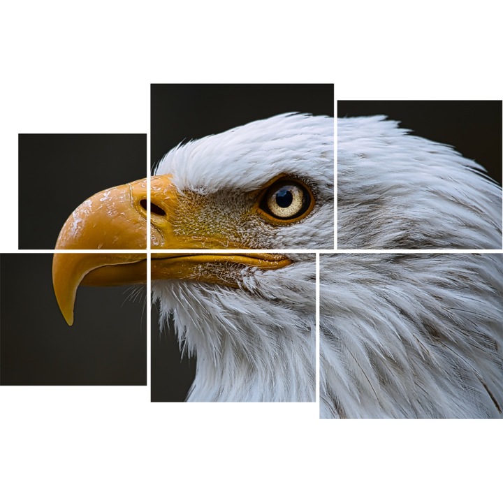 Tablou PVC 5mm, Bald Eagle, 140 X 210 cm