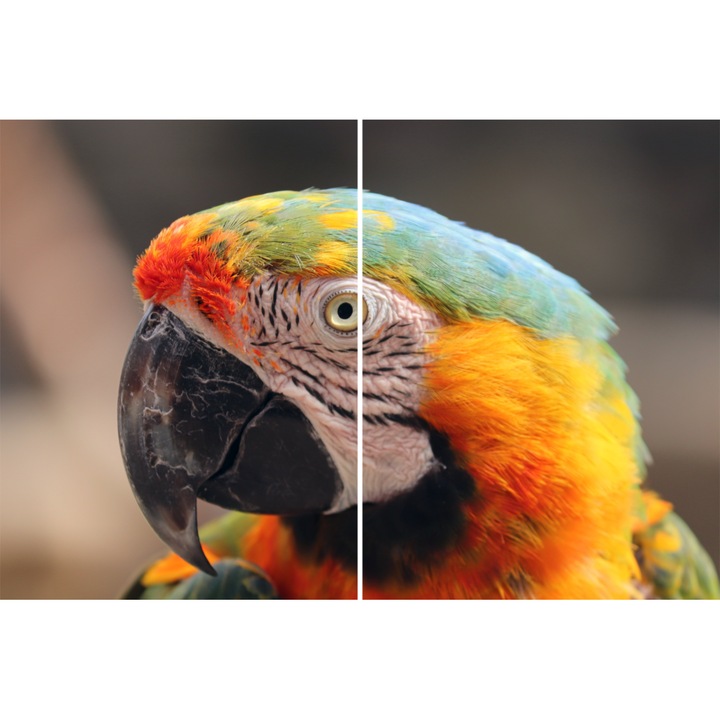 Tablou Sticla Acrilica 3mm, Curious Parrot, 60 X 90 cm