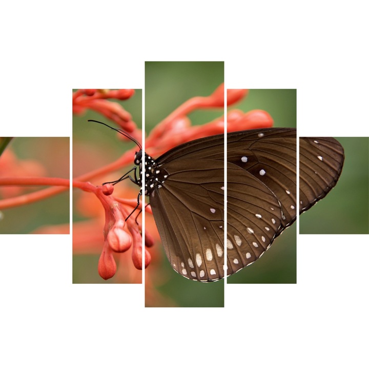 Tablou Plexiglass 3mm, Buterfly, 120 X 180 cm