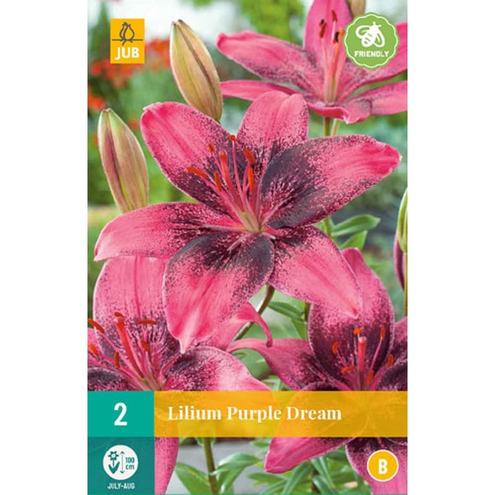 Bulbi, Crini Asiatici Purple Dream, Jub Holland, 2 buc