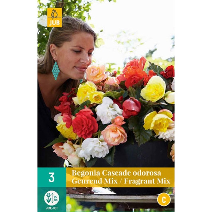 Bulbi, Begonii Cascade Odorosa Fragrant Mix, Jub Holland, 3 buc