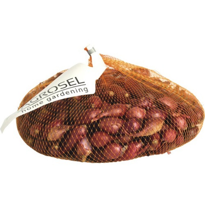 Bulbi arpagic rosu alungit 16-21 mm, 350 g