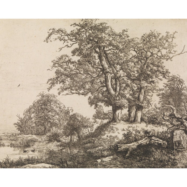 Poster perete, Zakito Posters, 50x40cm Trei Stejari