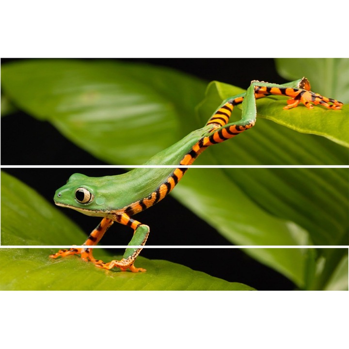 Tablou Plexiglass 3mm, Frog, 3 piese, 70 X 1050 cm