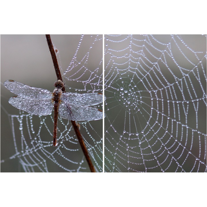 Tablou PVC 5mm, Dragonfly, 2 piese, 80 X 120 cm