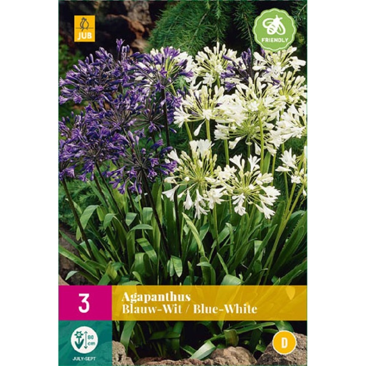 Rizomi de radacina, Crin African Agapanthus Blue White, Jub Holland, 3 buc