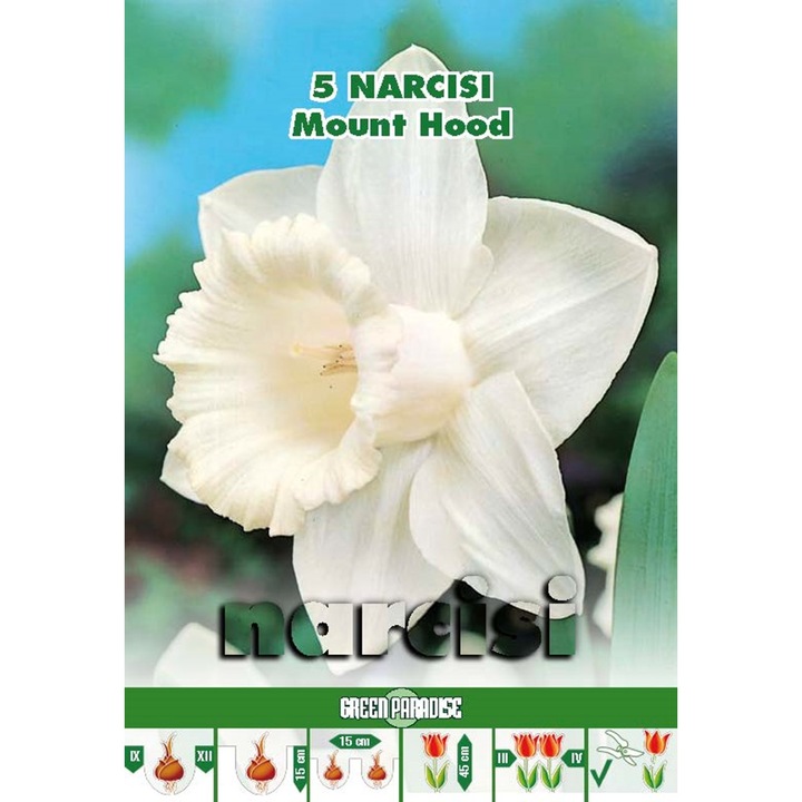 Bulbi Linea "Classic" - Narcise Mount Hood - pachet 5 bulbi