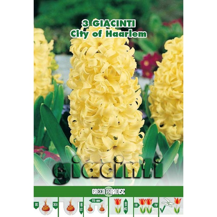 Bulbi Linea "Classic" - Zambile City of Haarlem - pachet 3 bulbi