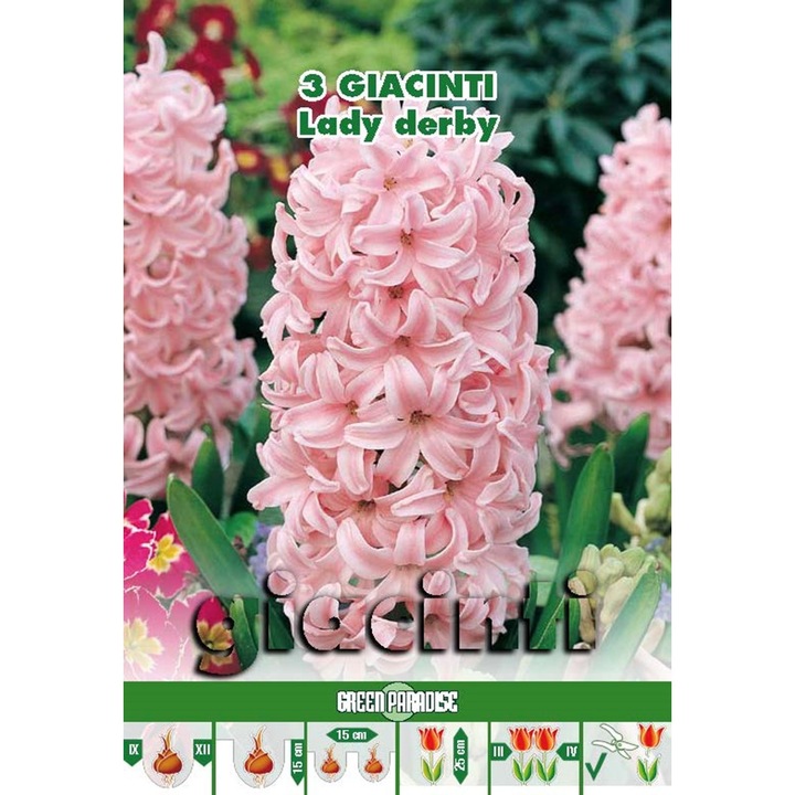 Bulbi Linea "Classic" - Zambile Lady Derby - pachet 3 bulbi