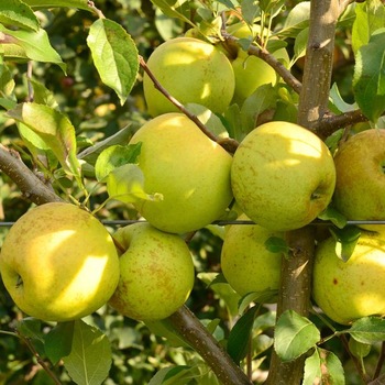 Mar Golden Delicious Mar Golden Delicious