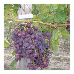 Pomi, arbusti si butasi