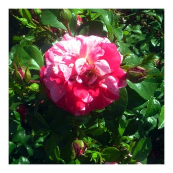 Trandafiri Twist Trandafiri Twist