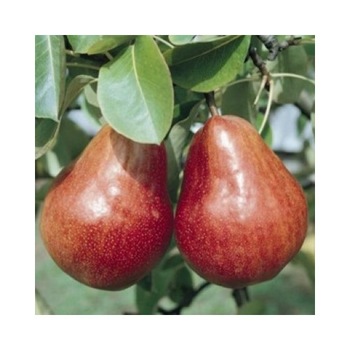 Par Williams rosu Par Williams rosu