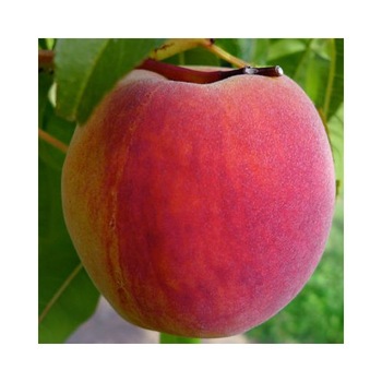 Piersic Redhaven Piersic Redhaven