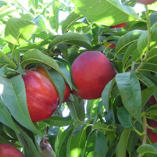 Nectarin Independence