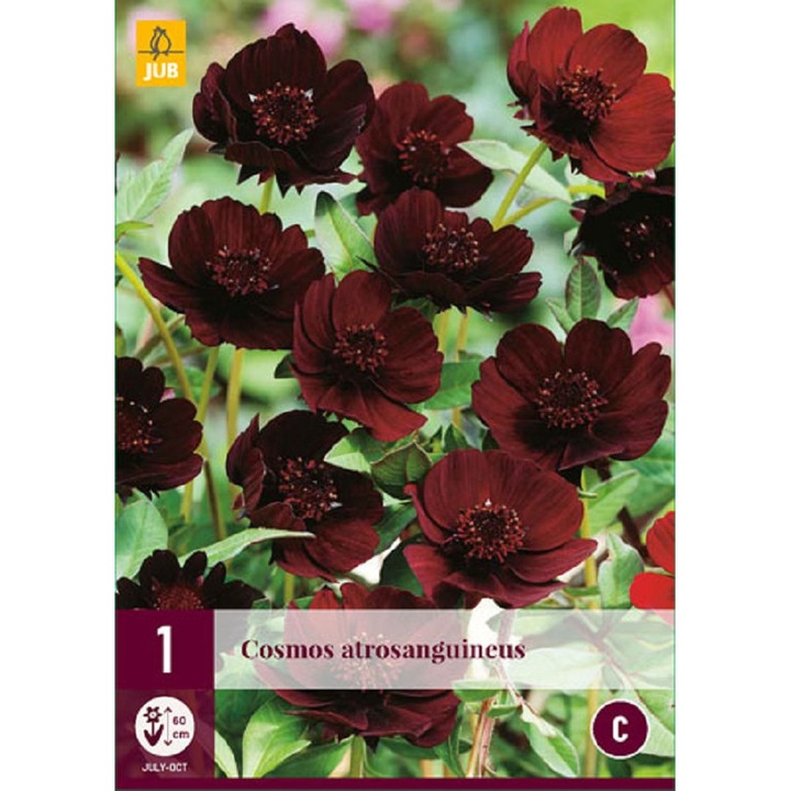 Drajon, Cosmos Atrosanguineus, Jub Holland, 1 buc