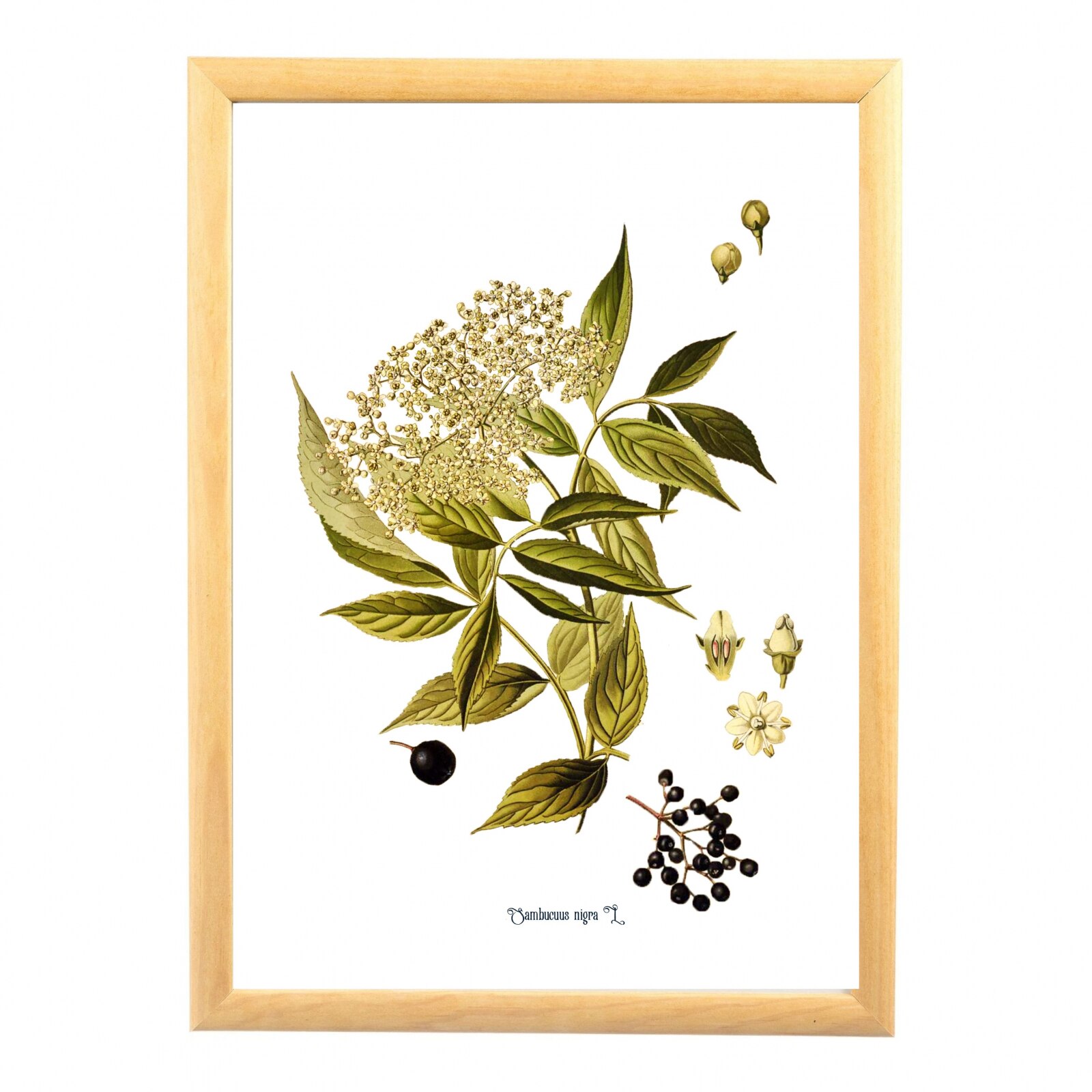 Tablou desen botanic clasic, Soc, ilustratie vintage