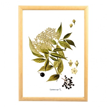 Tablou desen botanic clasic, Soc, ilustratie vintage Tablou desen botanic clasic, Soc, ilustratie vintage