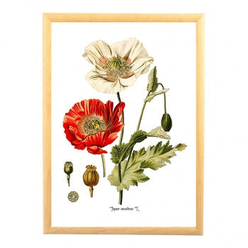 Tablou desen botanic vintage, Mac, flori de camp, flori salbatice Tablou desen botanic vintage, Mac, flori de camp, flori salbatice