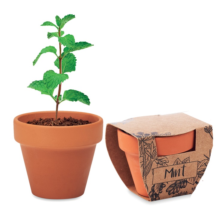Kit Gradinarit, Ghiveci de Teracota cu Seminte de Menta,, 5x6x5.5 cm, Dalimag