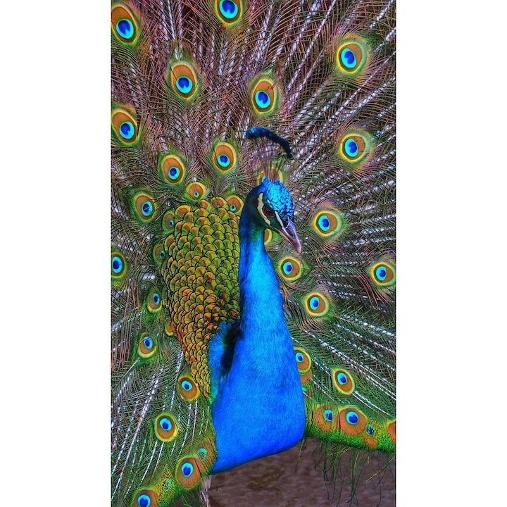 Set mozaic de broderie cu diamante 5D, model DP172, 40x30 cm, Multicolor