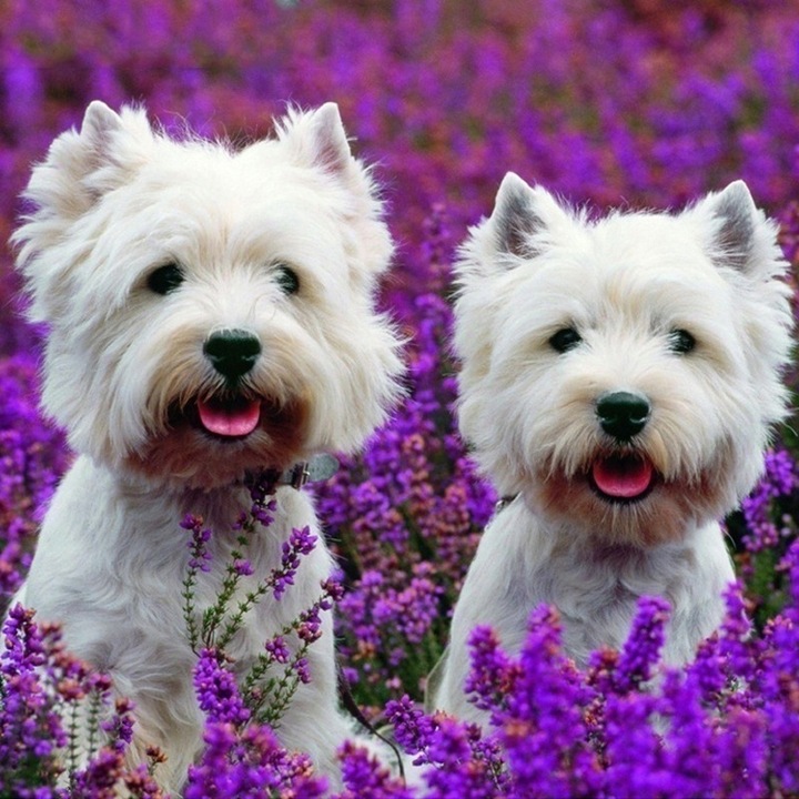 Set mozaic de broderie cu diamante 5D, model DP164, 40x40 cm, Multicolor