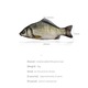 Penar 3D peste neechipat 29cm x 7 cm