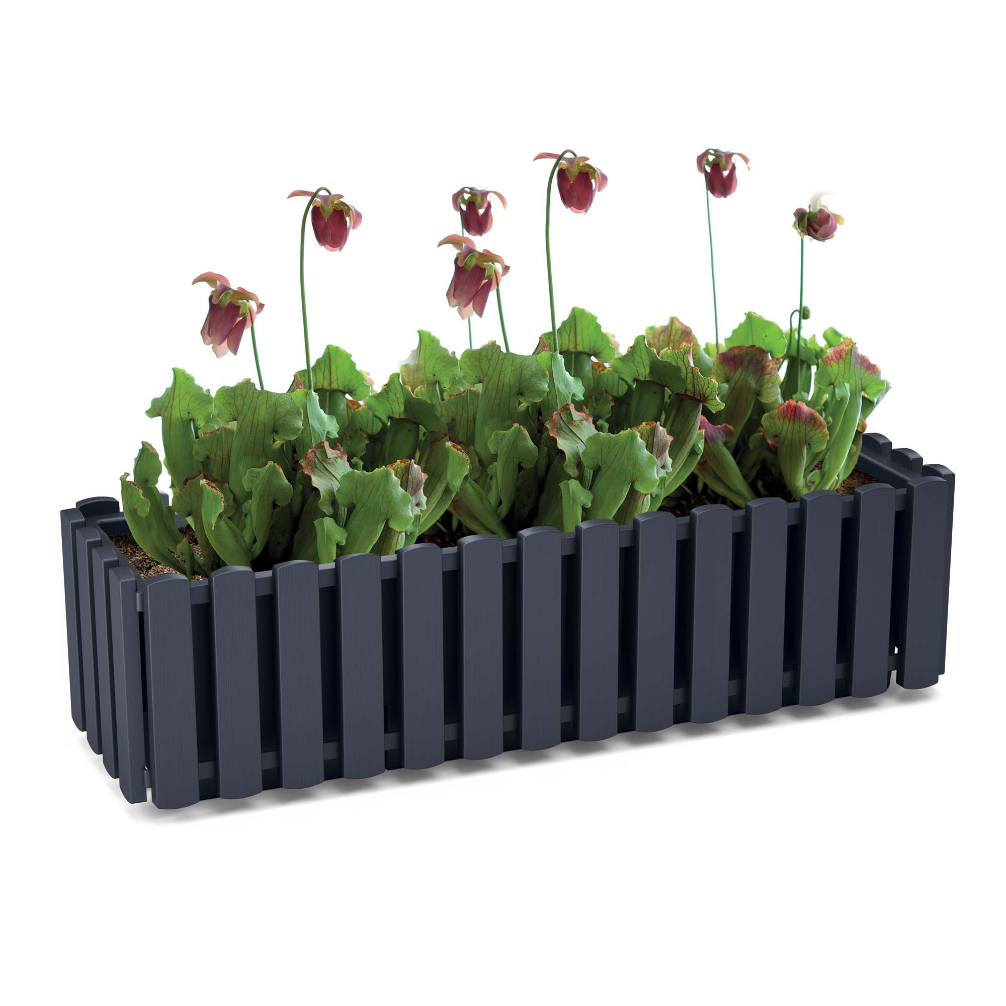 Jardinière De Balcon Prosperplast Boardee 58x18x16cm Anthracite - Avec Crochets