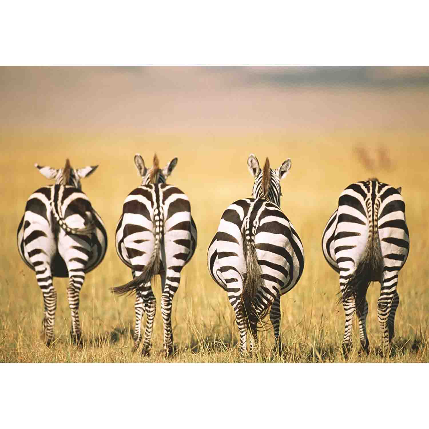 Puzzle 500 Zebre alla Pozza D'Acqua 500 Pz di Ravensburger Puzzle Adulti 500 Pz