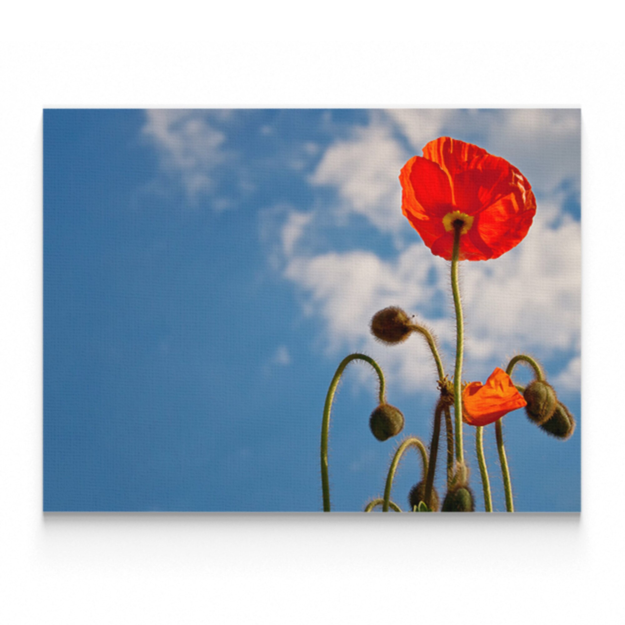 Tablou Canvas Artantida - Poppy Flowers Sky - 60 x 80 cm