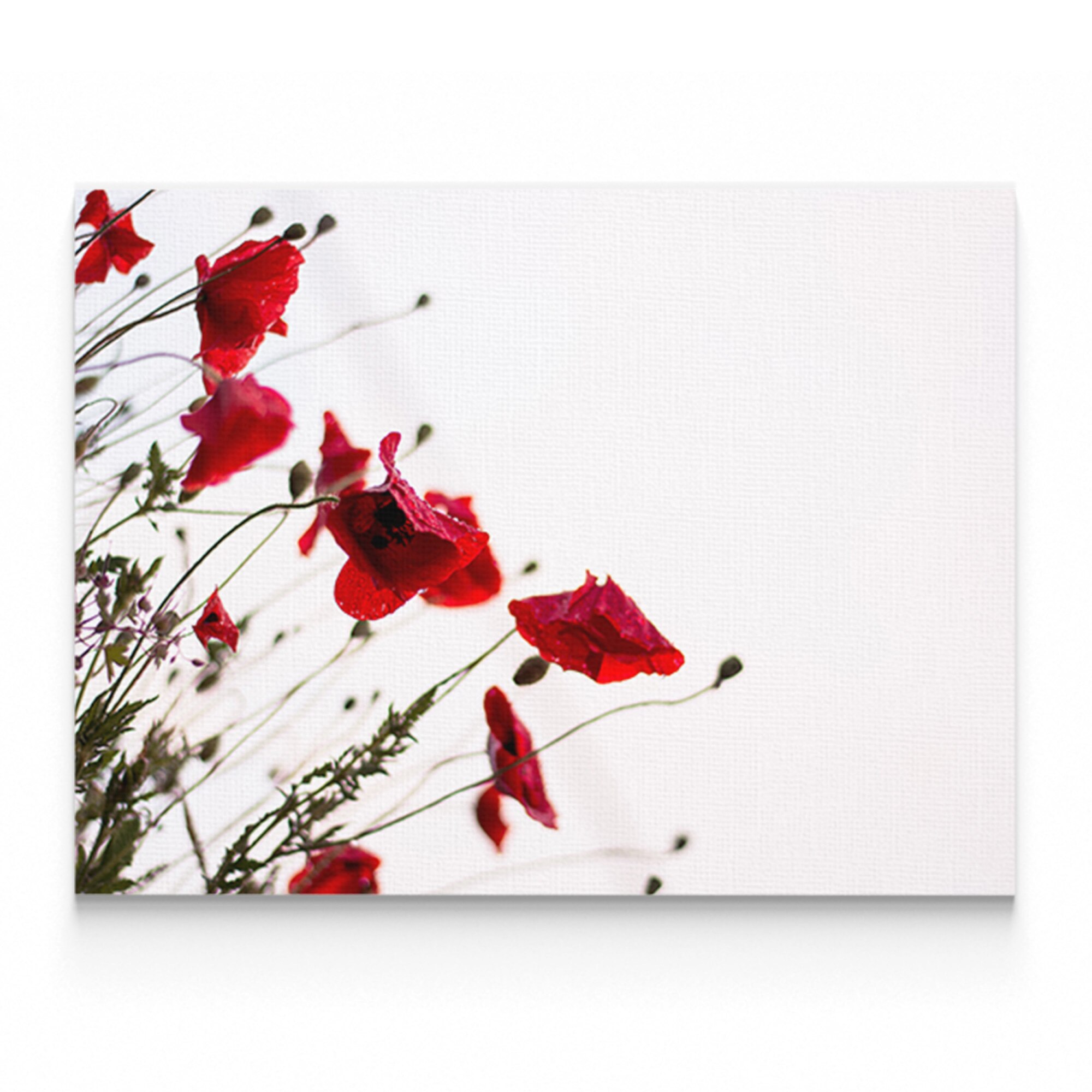 Tablou Canvas Artantida - Poppy Flowers White - 60 x 80 cm