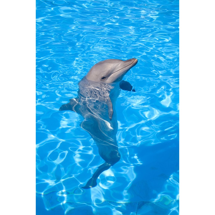 Tablou PhotonicWallart printat, luminos in intuneric- Delfin fericit 60x90cm