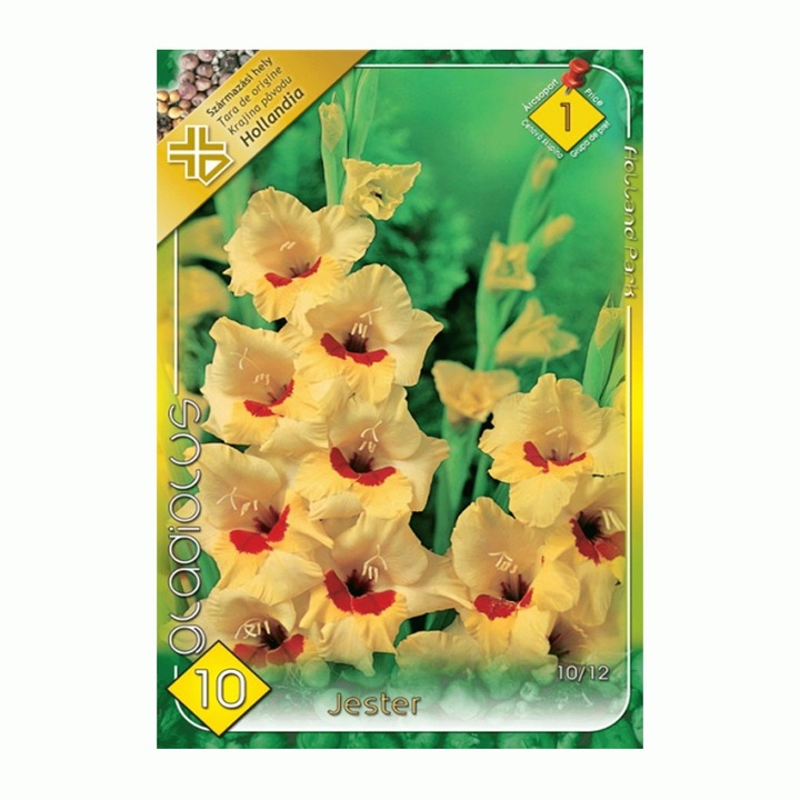 Kardvirág gumó Jester 10 db/csomag