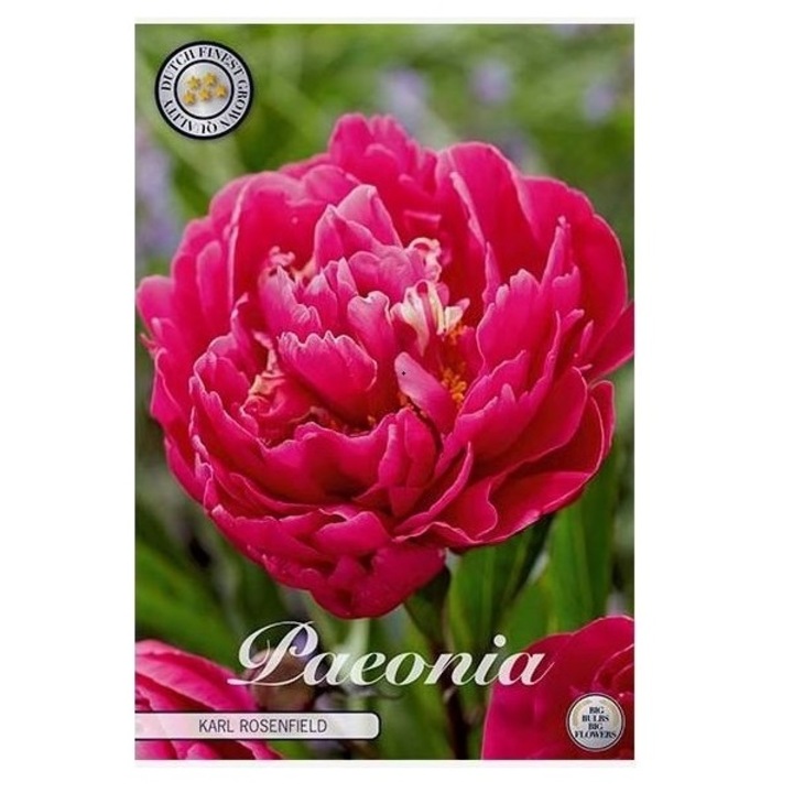 Bulb Bujor Paeonia Karl Rosenfield