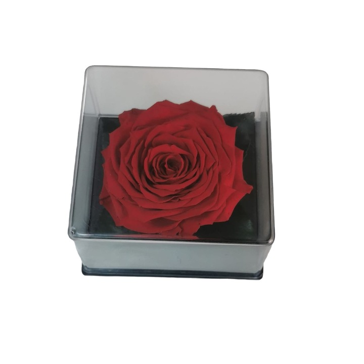 Kriogén Rose XL, piros, átlátszó dobozban, 11 x 11 cm