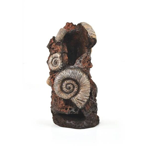 Decoratiune biOrb scoica antica