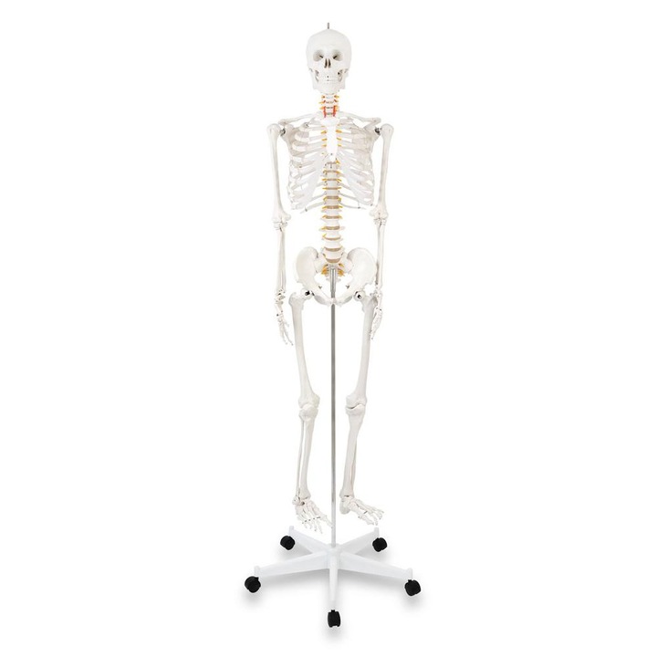 Schelet uman Stan, 170 cm inaltime, 7,6 kg